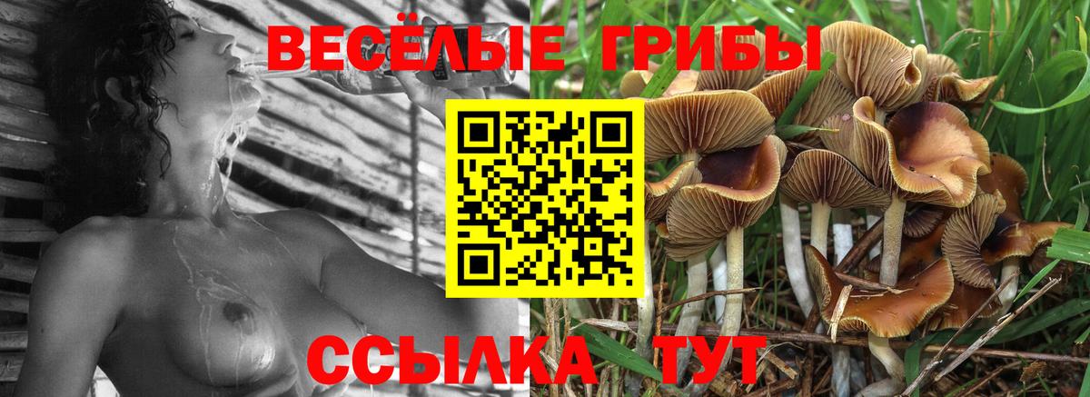 Псилоцибиновые грибы Cubensis Красноярск